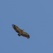 Oiseaux Vautour