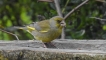 Oiseaux Verdier d\'europe