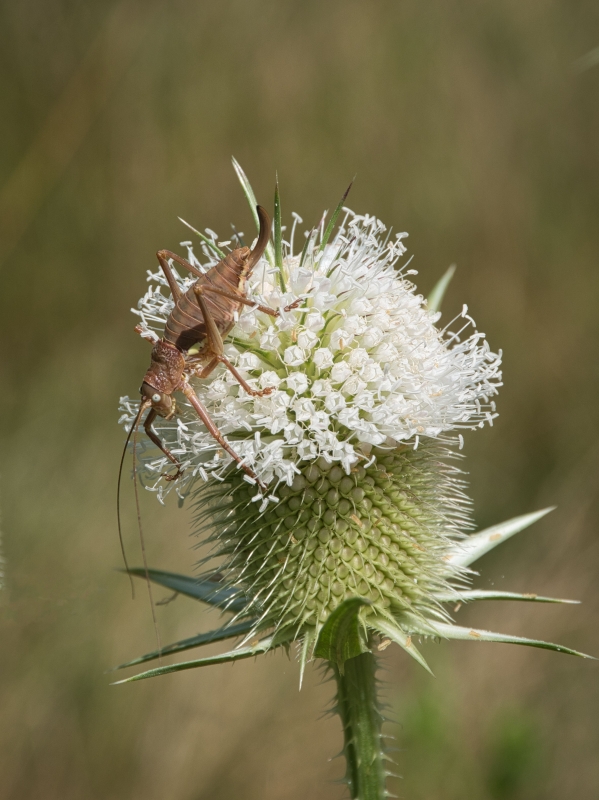 Photo Insectes Decticelle cendrée