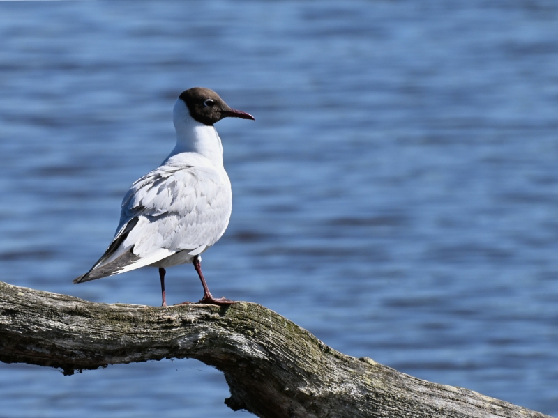 Photo Oiseaux Mouette rieuse