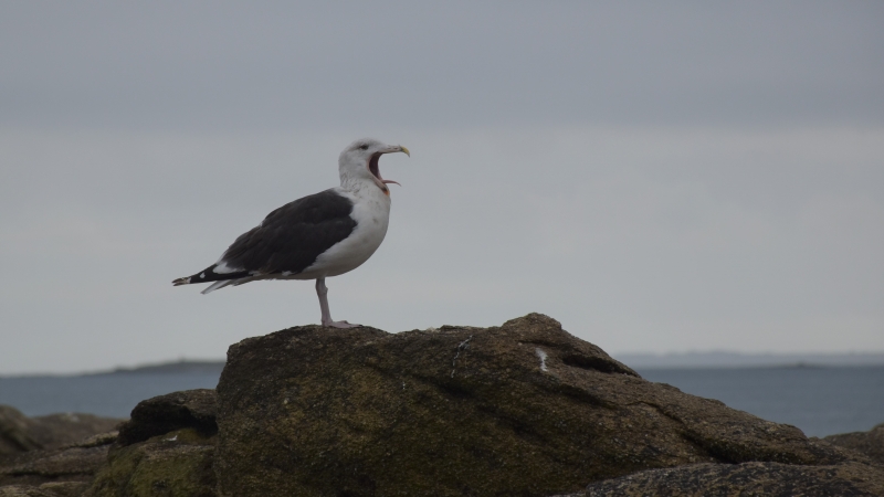 Photo Oiseaux Goéland