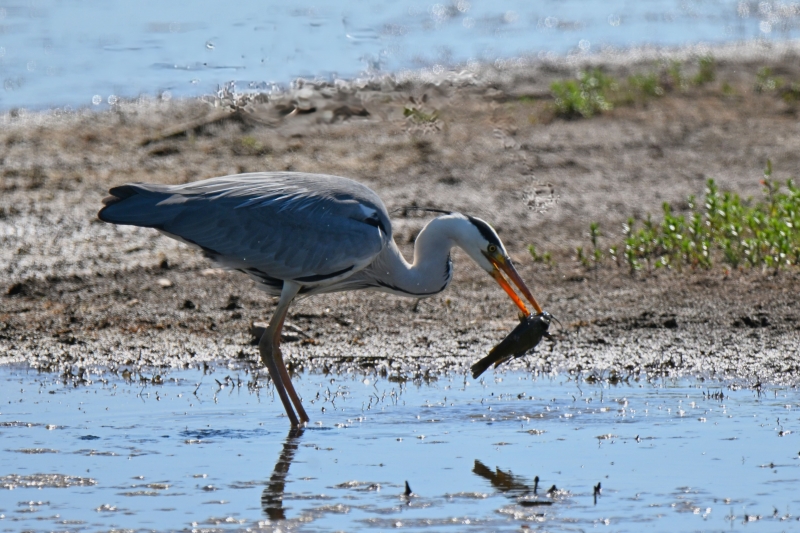 Photo Oiseaux Héron cendré