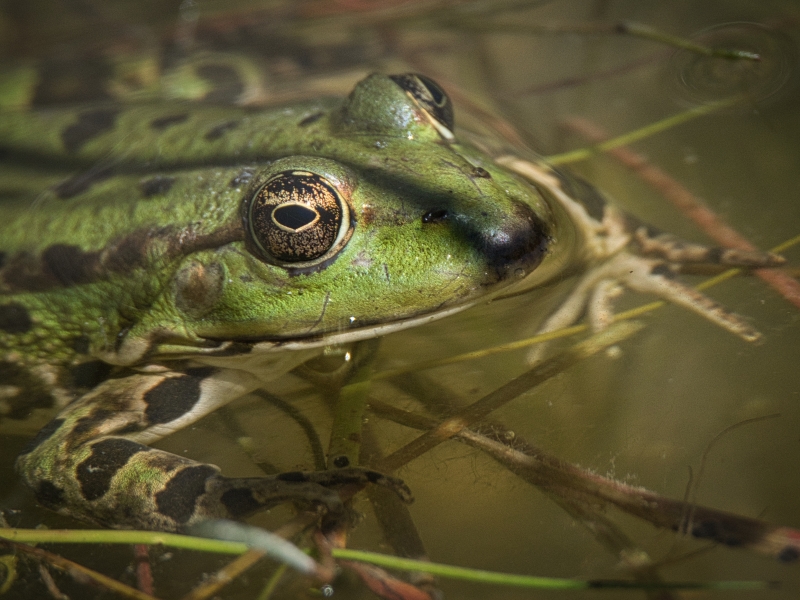 Photo Amphibiens Grenouille rieuse (Rana ridibunda)