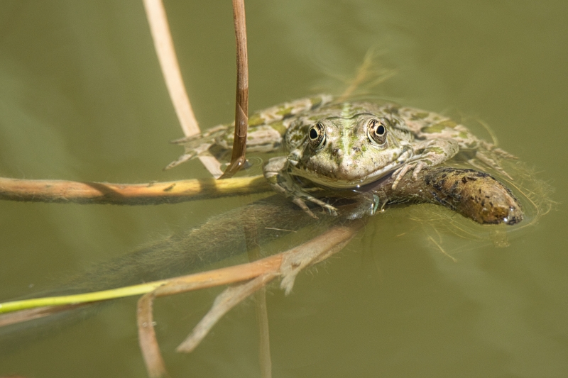 Photo Amphibiens Grenouille de Graf