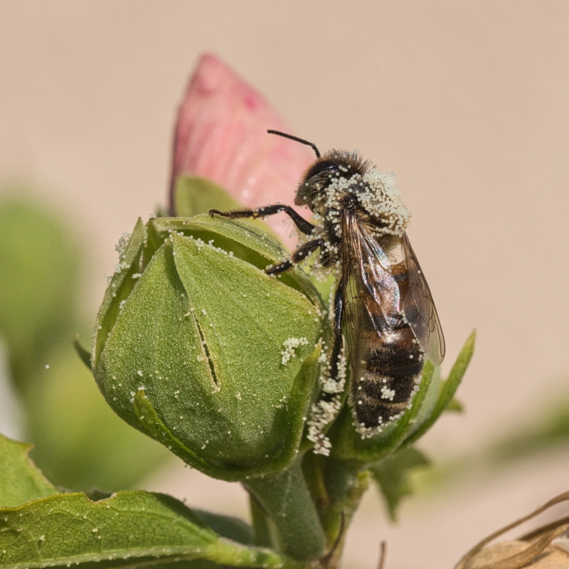 Photo Insectes abeille domestique (apis mellifera) 
