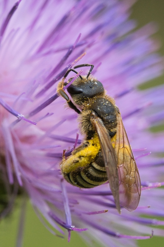 Photo Insectes abeille domestique (apis mellifera) 