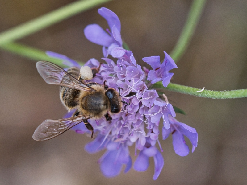 Photo Insectes abeille domestique (apis mellifera) 