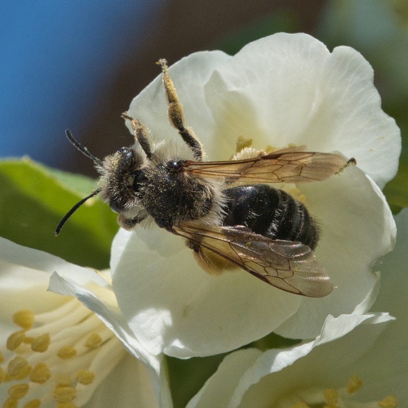 Photo Insectes Abeille noire