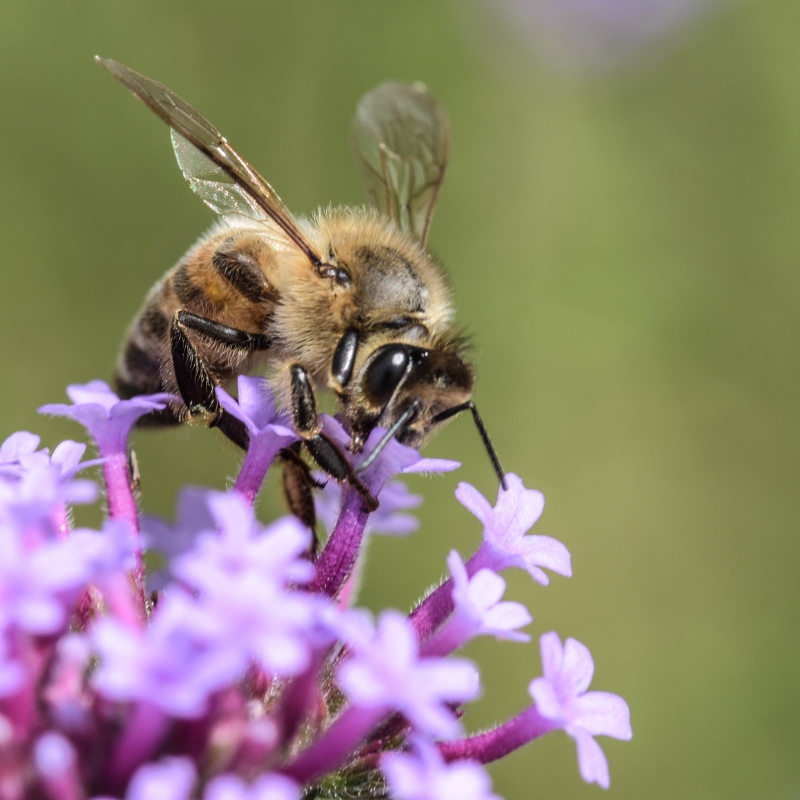 Photo Insectes Abeille