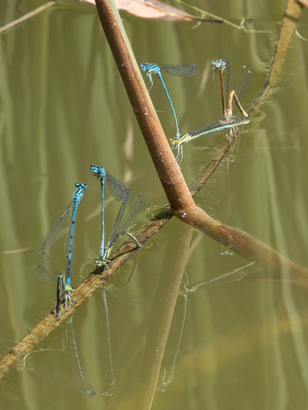 Photo Insectes couples d'agrions