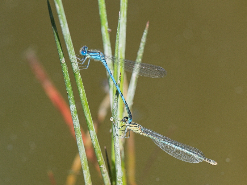Photo Insectes Agrions de mercure (accouplement)