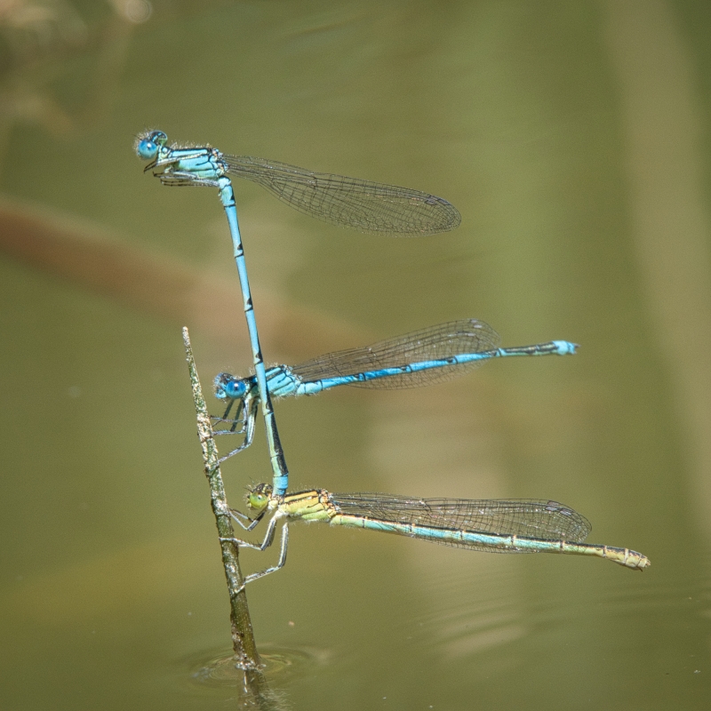 Photo Insectes