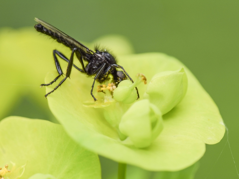 Photo Insectes Bibionidae sur euphorbe