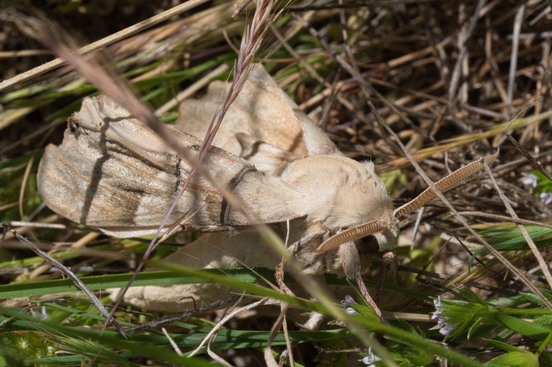 Photo Insectes Bombyx du mûrier