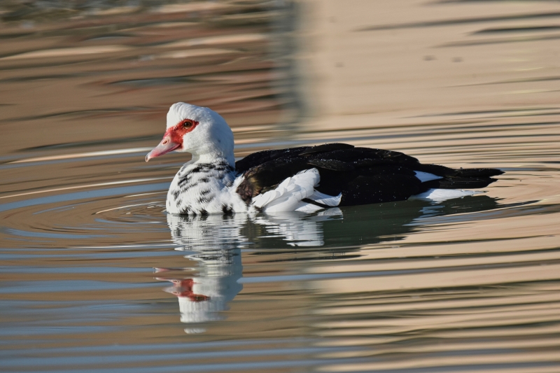 Photo Oiseaux Canard de Barbarie