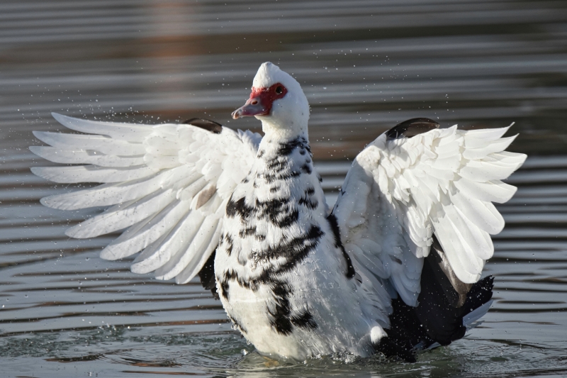Photo Oiseaux Canard de Barbarie