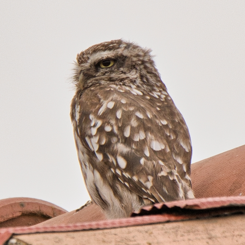 Photo Oiseaux chouette cheveche 