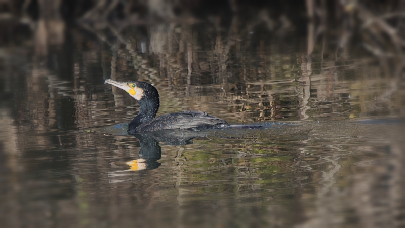 Photo Oiseaux Grand cormoran