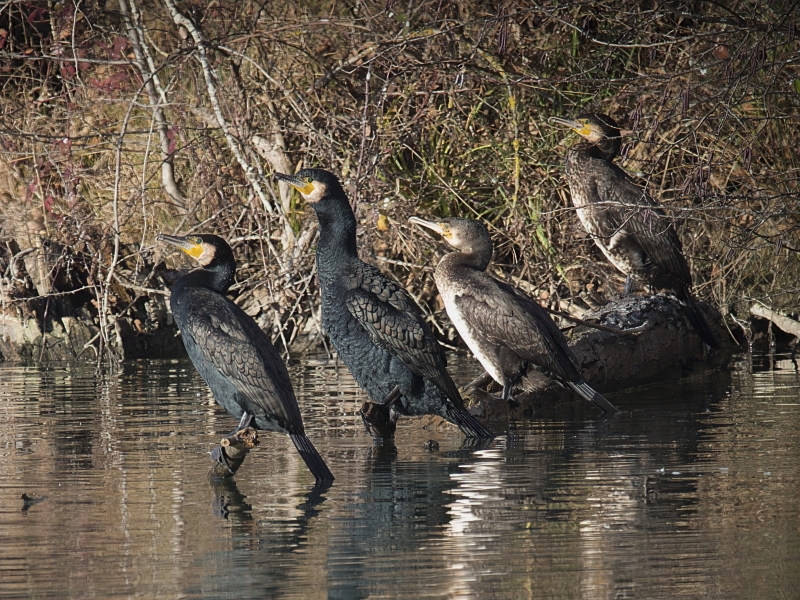 Photo Oiseaux Grand cormoran