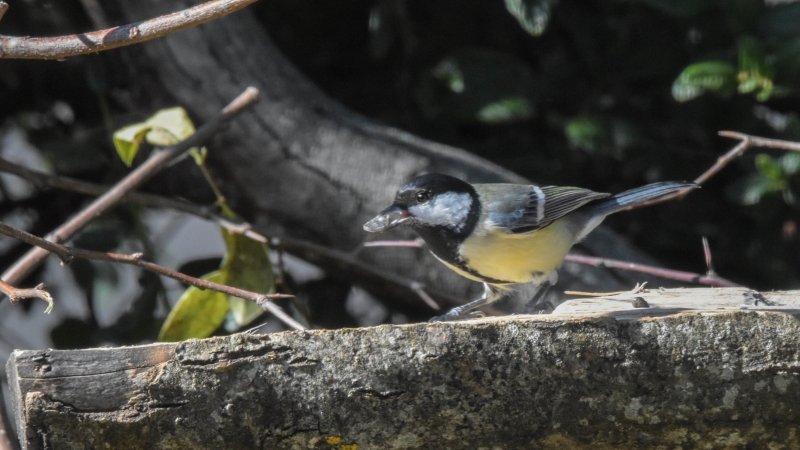 Photo Oiseaux Mésange charbonnière