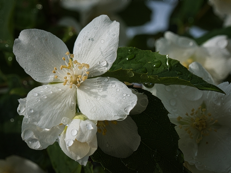 Photo Flore Seringuat virginal