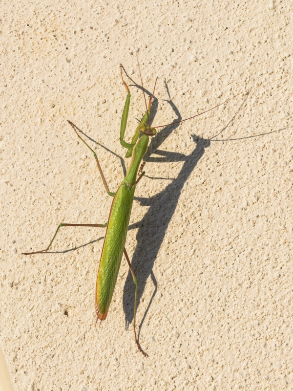 Photo Insectes Mante religieuse...et son ombre