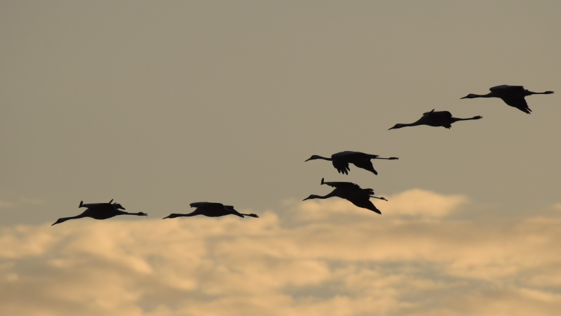 Photo Oiseaux grues cendres