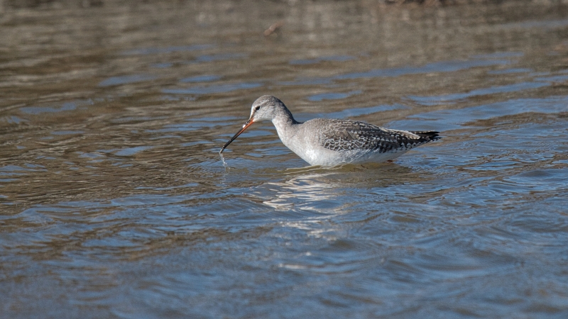 Photo Oiseaux Chevalier arlequin