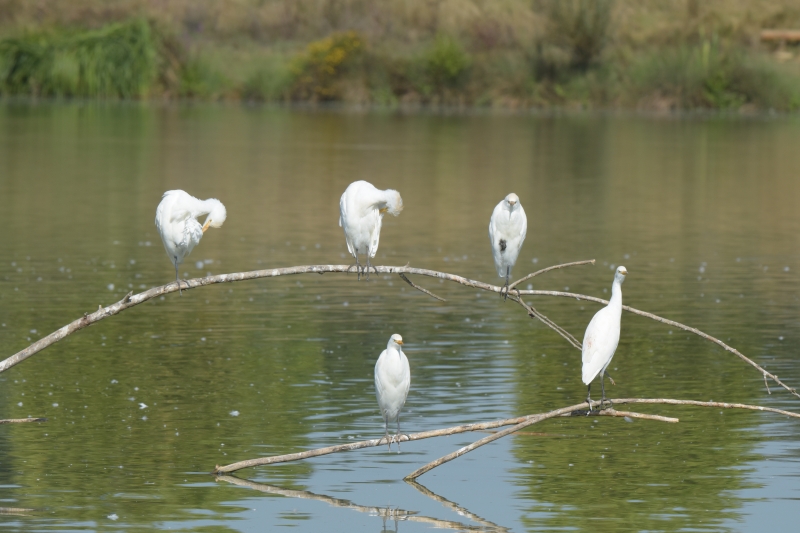 Photo Oiseaux Hérons garde boeuf