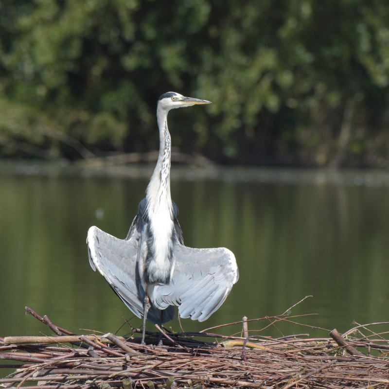 Photo Oiseaux Héron cendré