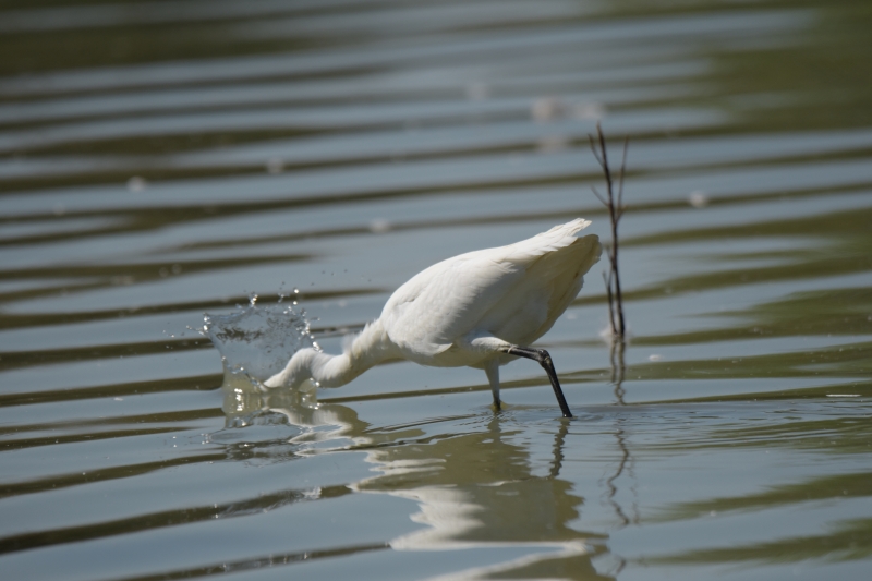Photo Oiseaux Aigrette garzette