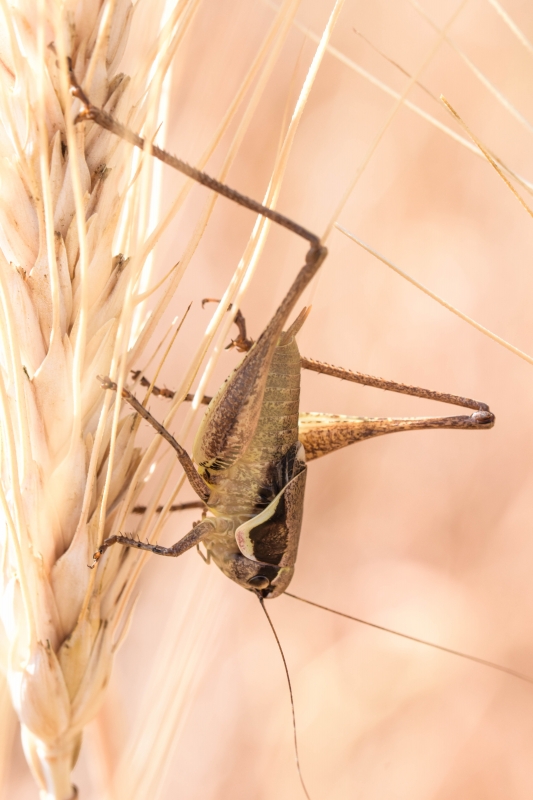 Photo Insectes Decticelle échassière mâle