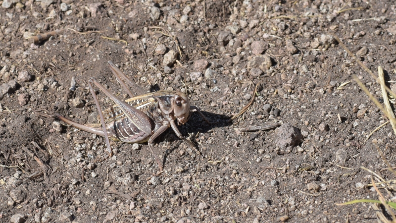 Photo Insectes Decticelle femlle