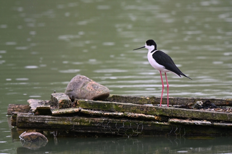 Photo Oiseaux Echasse blanche mâle
