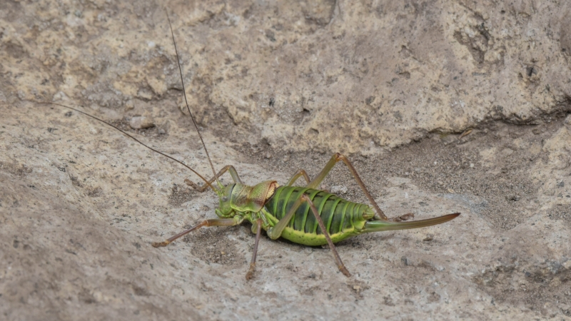 Photo Insectes Ephippigère Catalane femelle