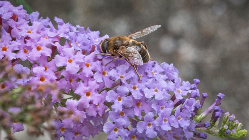 Photo Insectes Eristale gluant