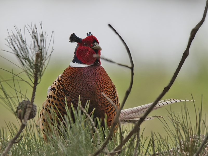Photo Oiseaux Faisan commun mâle