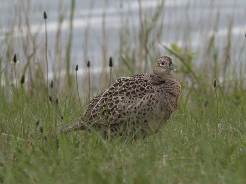 Photo Oiseaux Faisan commun femelle