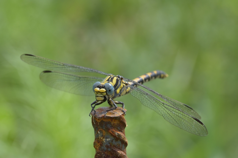Photo Insectes Gomphe à pinces femelle