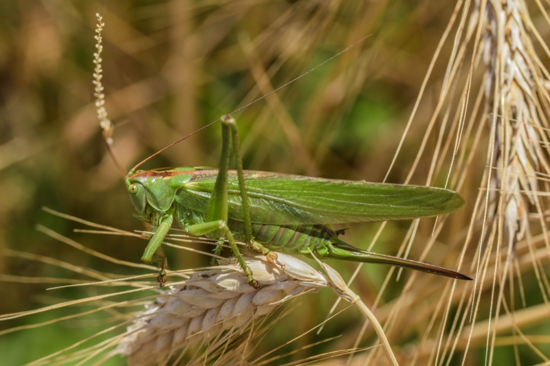 Photo Insectes Grande sauterelle verte femelle