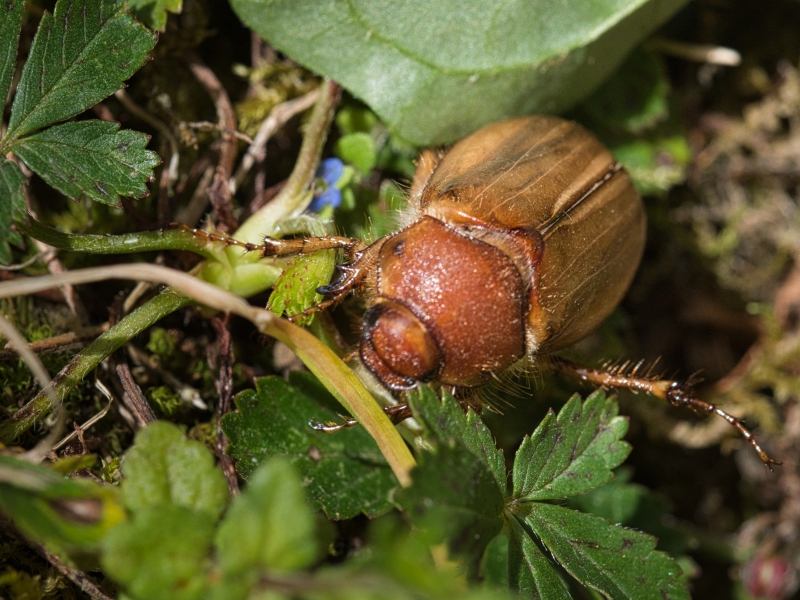 Photo Insectes Hanneton
