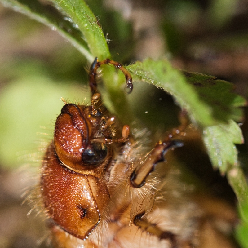 Photo Insectes
