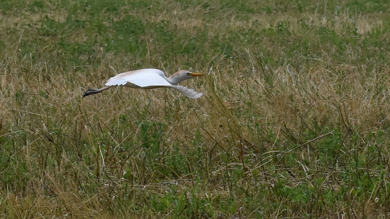 Photo Oiseaux Héron garde-boeufs