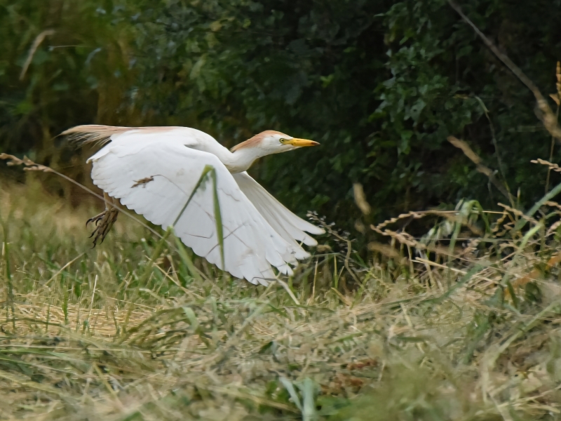 Photo Oiseaux Héron garde-boeufs
