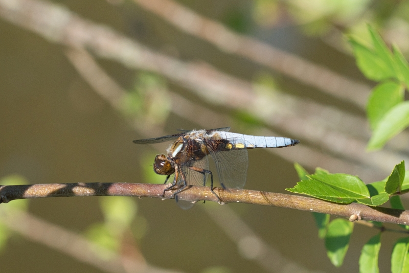 Photo Insectes Libellule déprimée mâle
