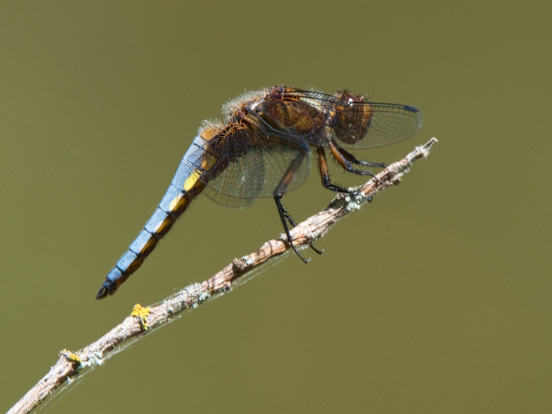 Photo Insectes Libellule déprimée mâle