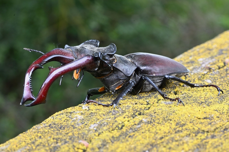 Photo Insectes Lucane cerf-volant (Lucanus cervus)