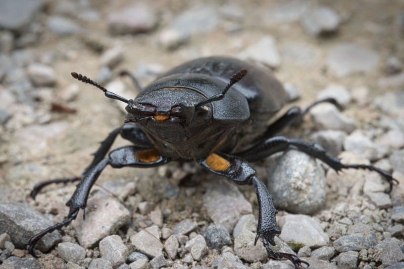 Photo Insectes Lucanus placidus