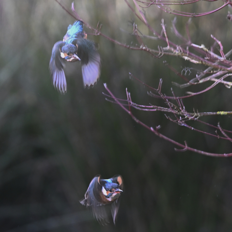 Photo Oiseaux Martin-pêcheur