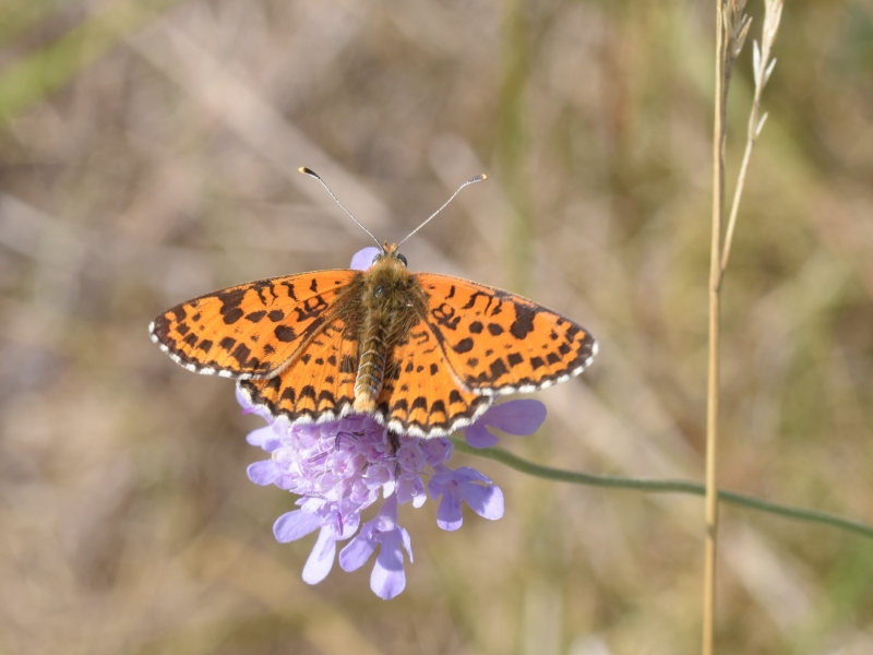 Photo Insectes Mélitée  des scabieuses (Mellicta parthenoides)